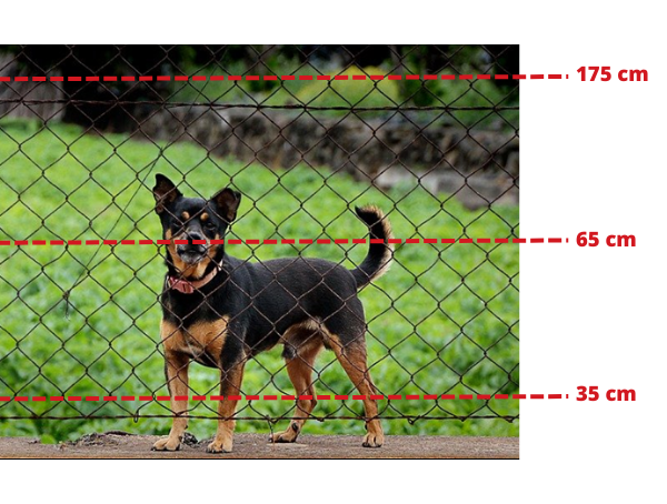 magnetic-system-dog-behind-wire