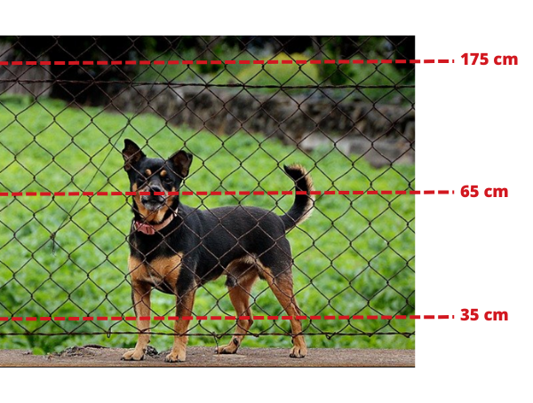 magnetic-system-dog-behind-wire